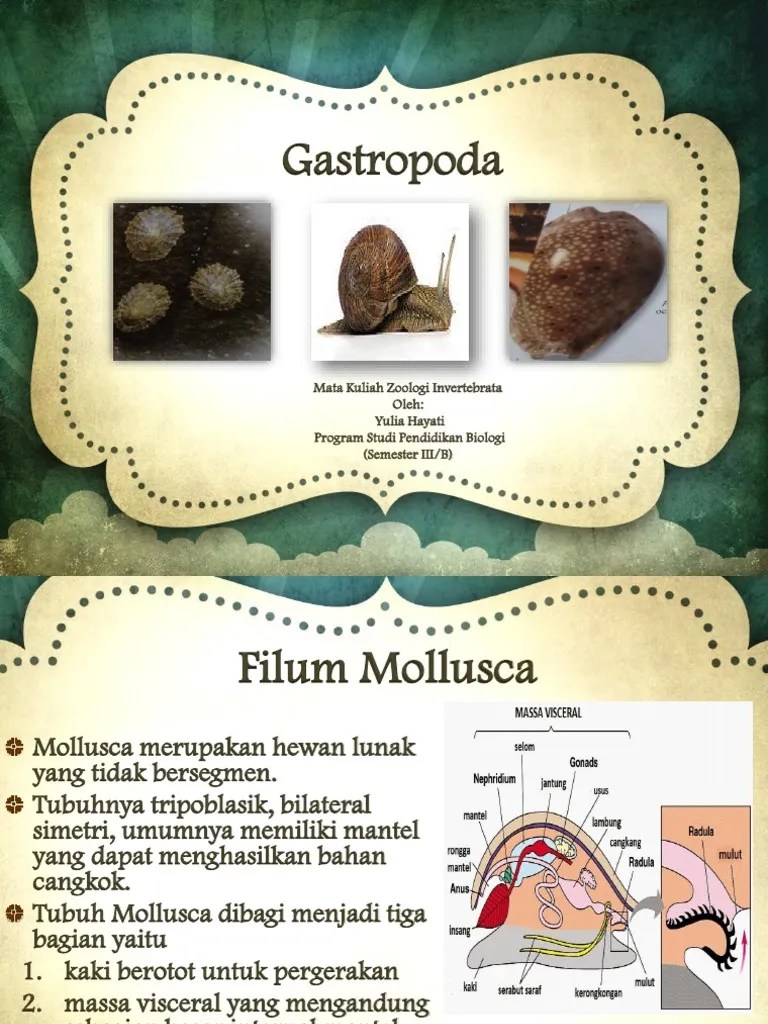 Gastropoda | PDF