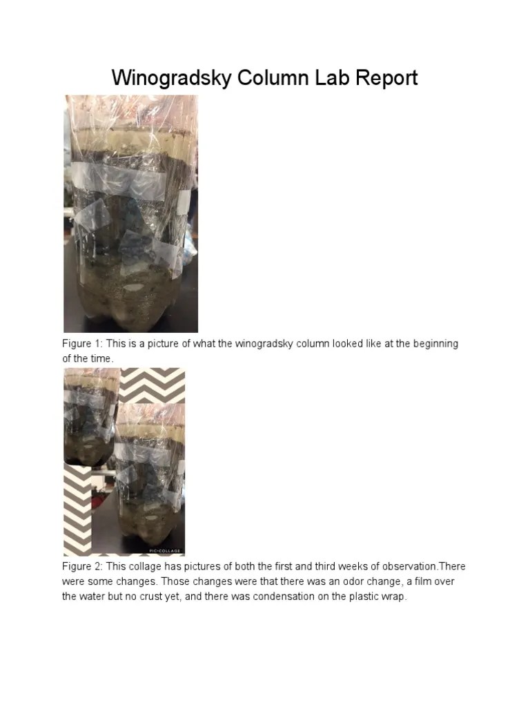 Winogradsky Column Lab Reports | PDF