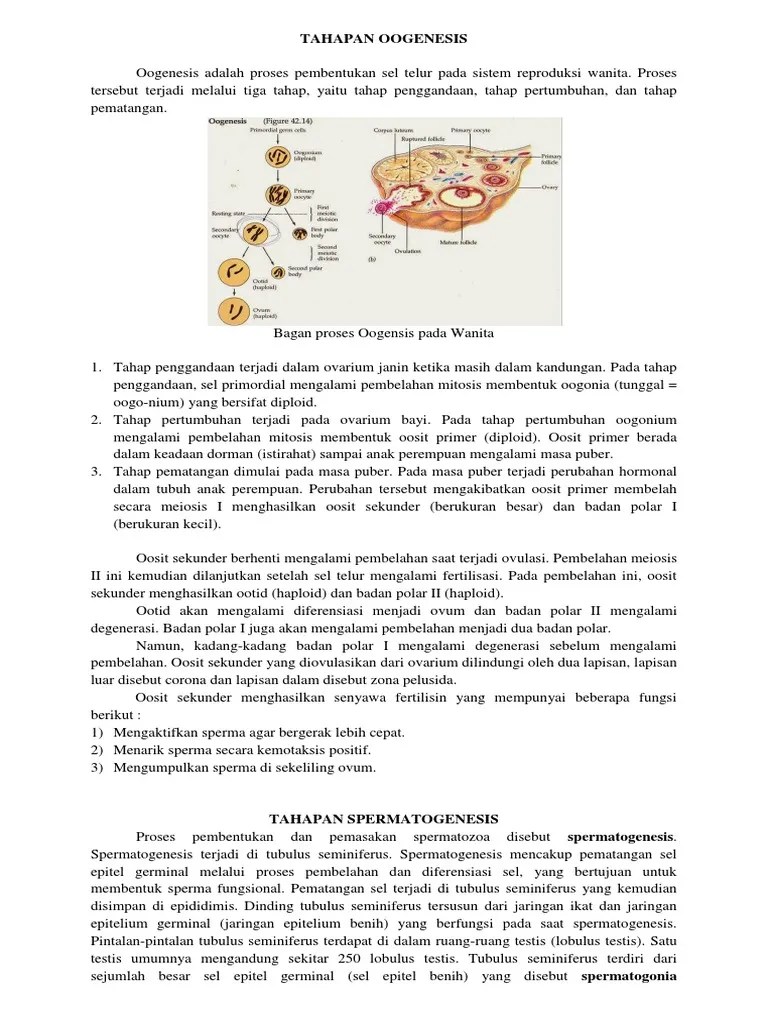 Tahapan Oogenesis | PDF