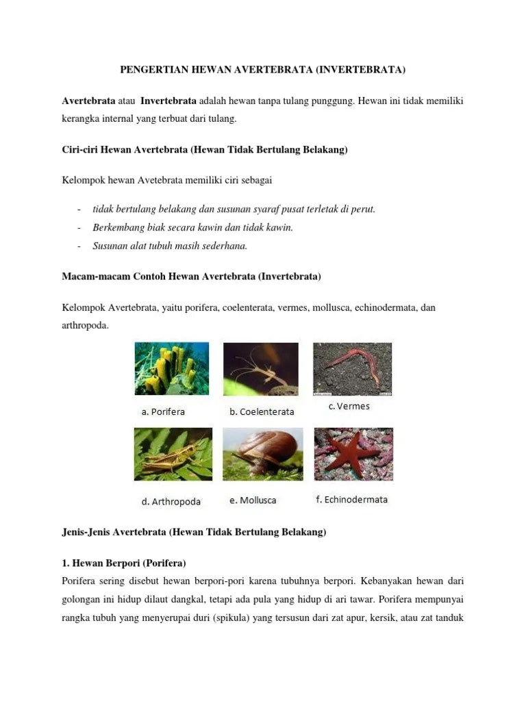 Pengertian Hewan Avertebrata | PDF