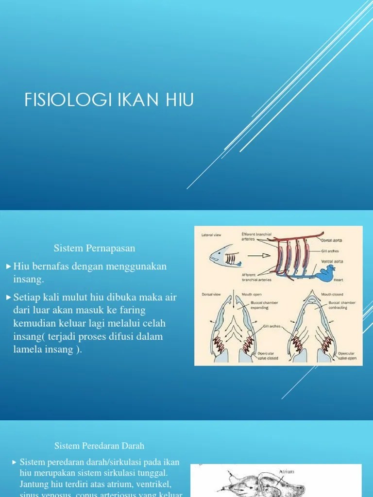 Fisiologi Ikan Hiu | PDF