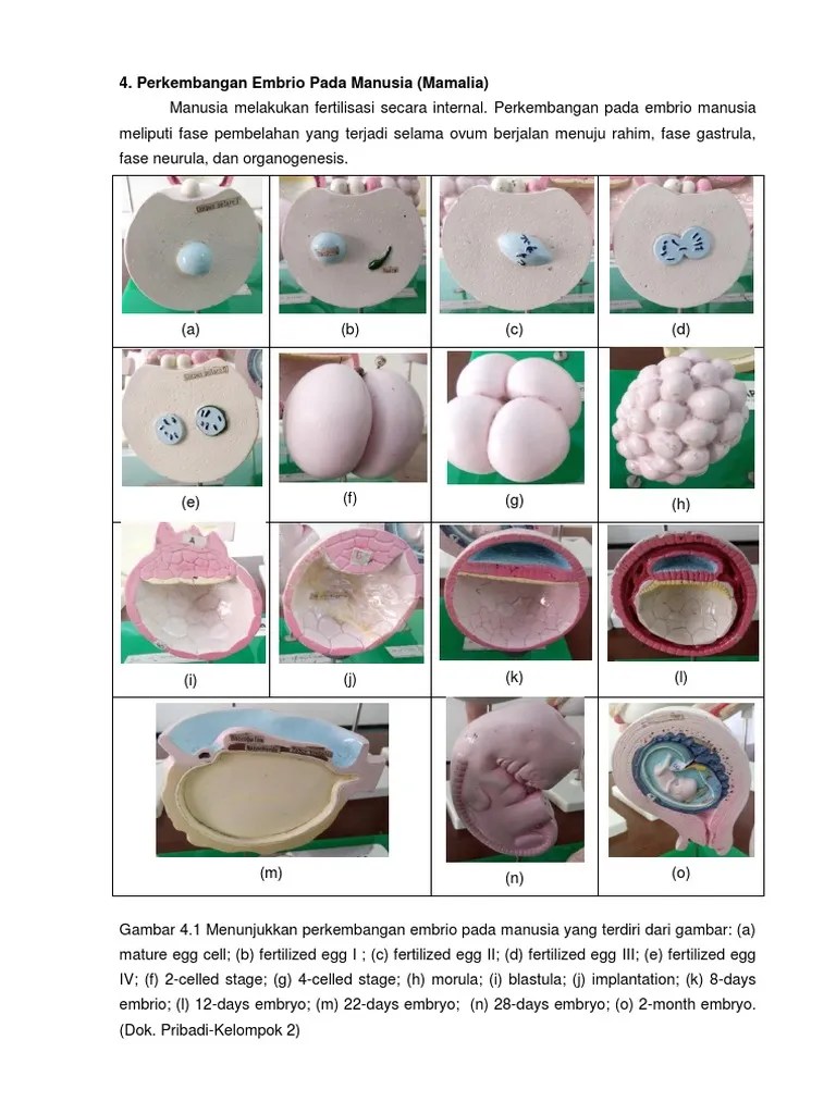 Perkembangan Embrio Pada Manusia | PDF