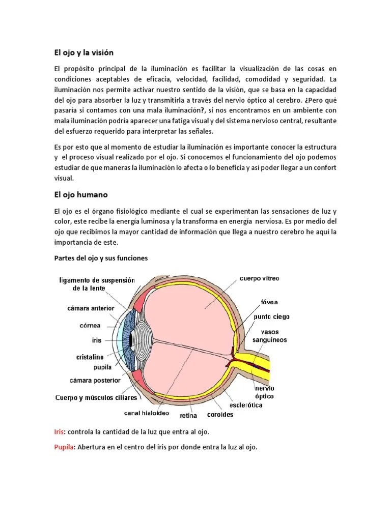 El Ojo Y La Vision | Descargar Gratis PDF | Ojo Humano | Percepción Visual