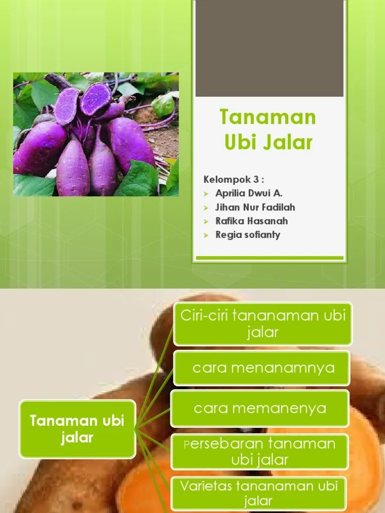Tanaman Ubi Jalar | PDF