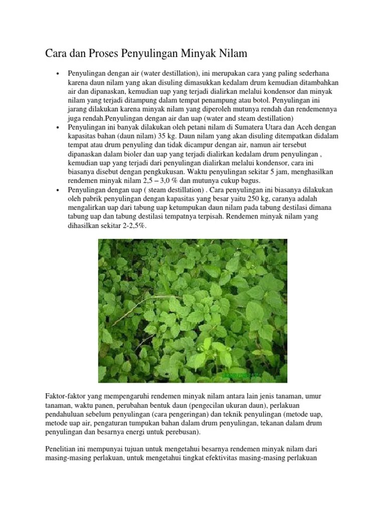 Cara Dan Proses Penyulingan Minyak Nilam | PDF
