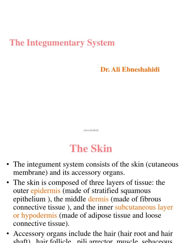 Chap 3 - Integumentary System PDF | PDF | Skin | Epidermis