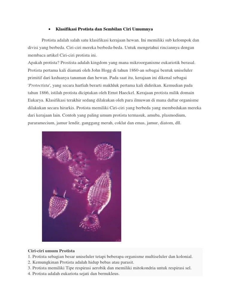 Klasifikasi Protista Dan Sembilan Ciri Umumnya