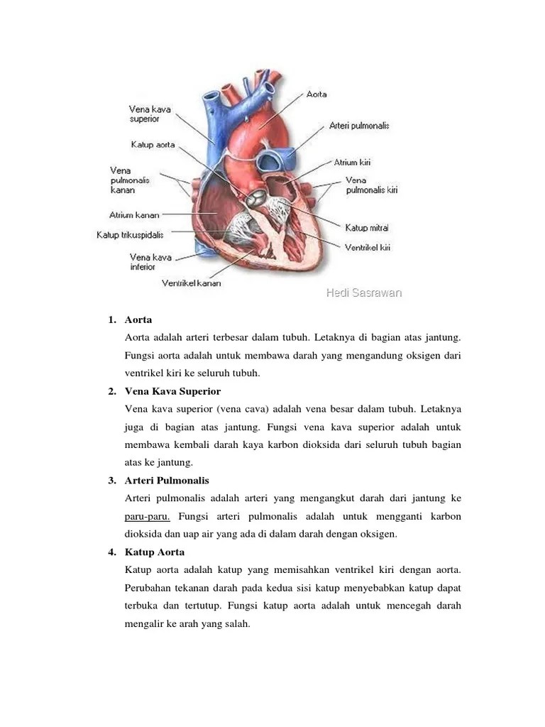 Aorta | PDF