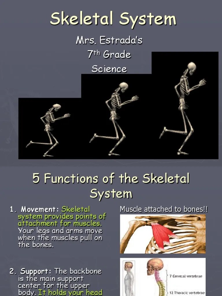 Skeletal System Powerpoint | Download Free PDF | Skeleton | Bone