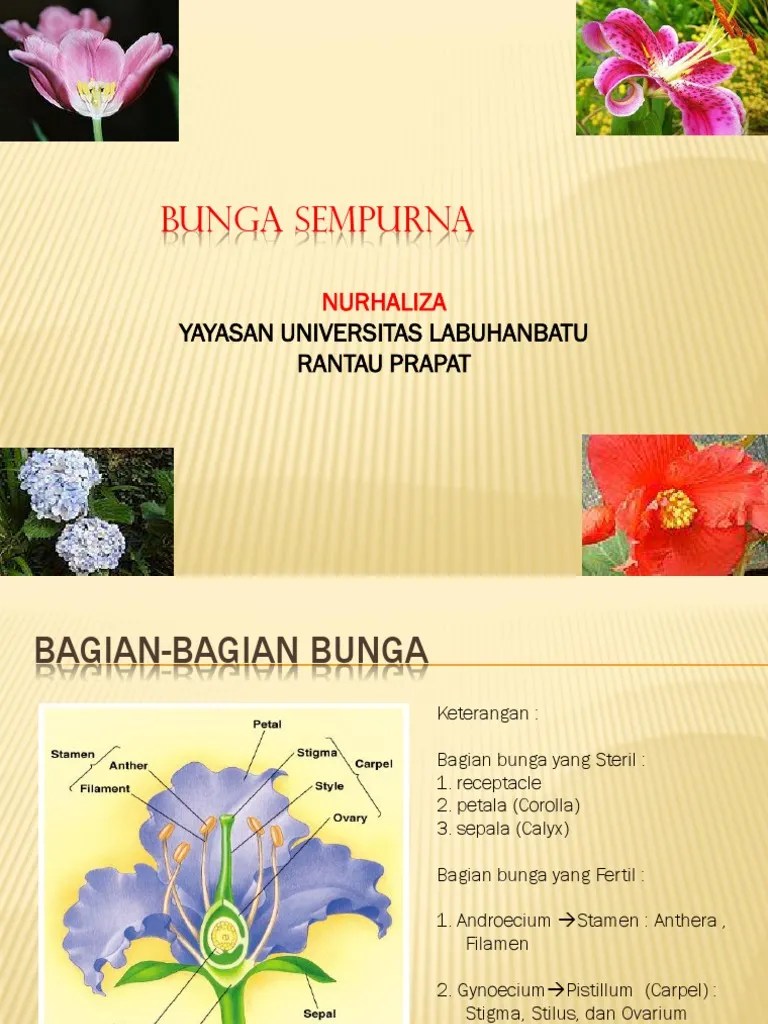 Gambar bunga untuk anda koleksi bunga 1 koleksi bunga 2 koleksi bunga. Bunga Sempurna Pdf