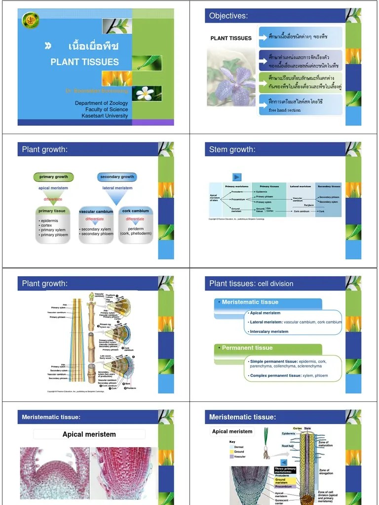 Lab 7 Plant Tissue | PDF | Tissue (Biology) | Plant Stem