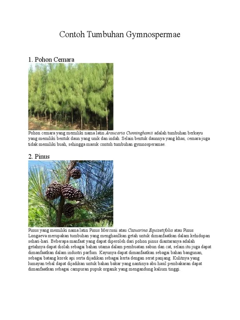 Termasuk diantaranya ialah tumbuhan gymnospermae. Contoh Tumbuhan Gymnospermae Pdf