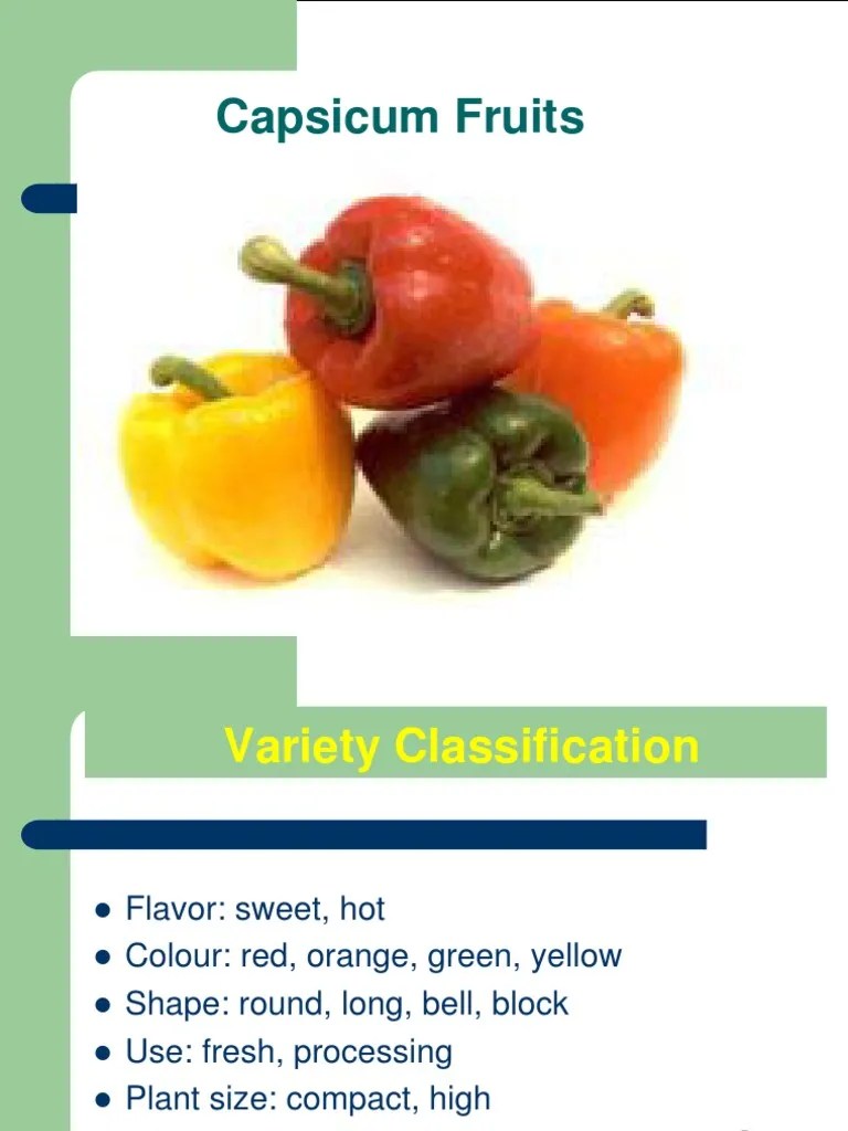 Pepper, Tomato, Cucumber Presentation PDF | Download Free PDF | Pruning ...