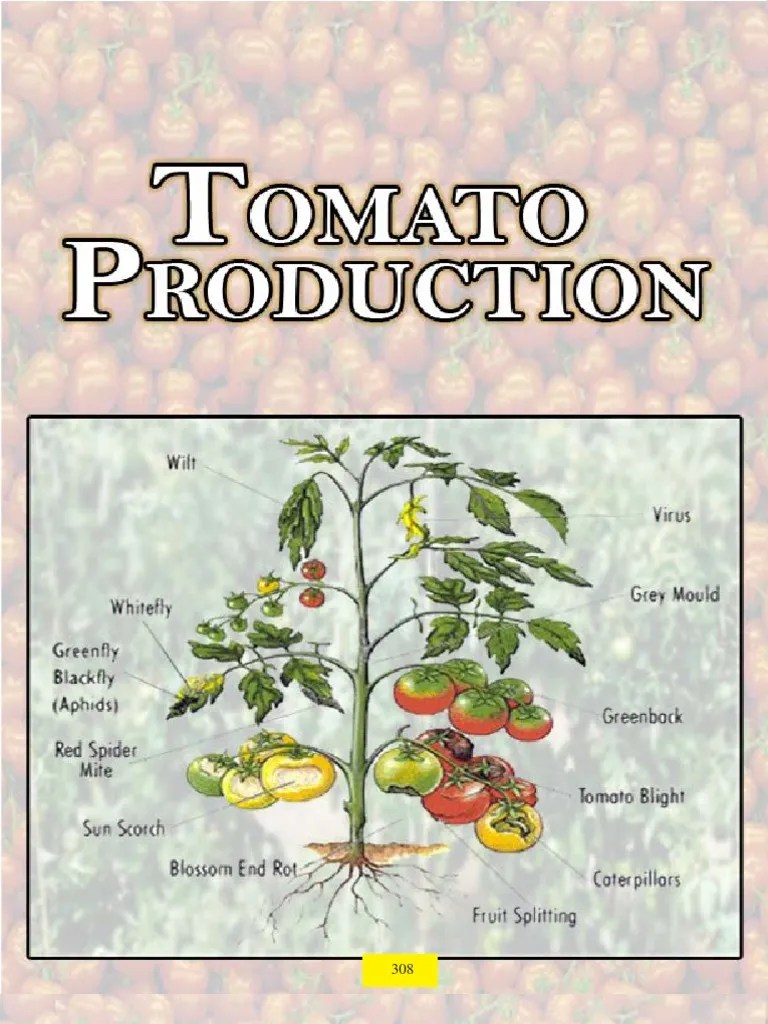 Tomato | PDF | Tomato | Horticulture And Gardening