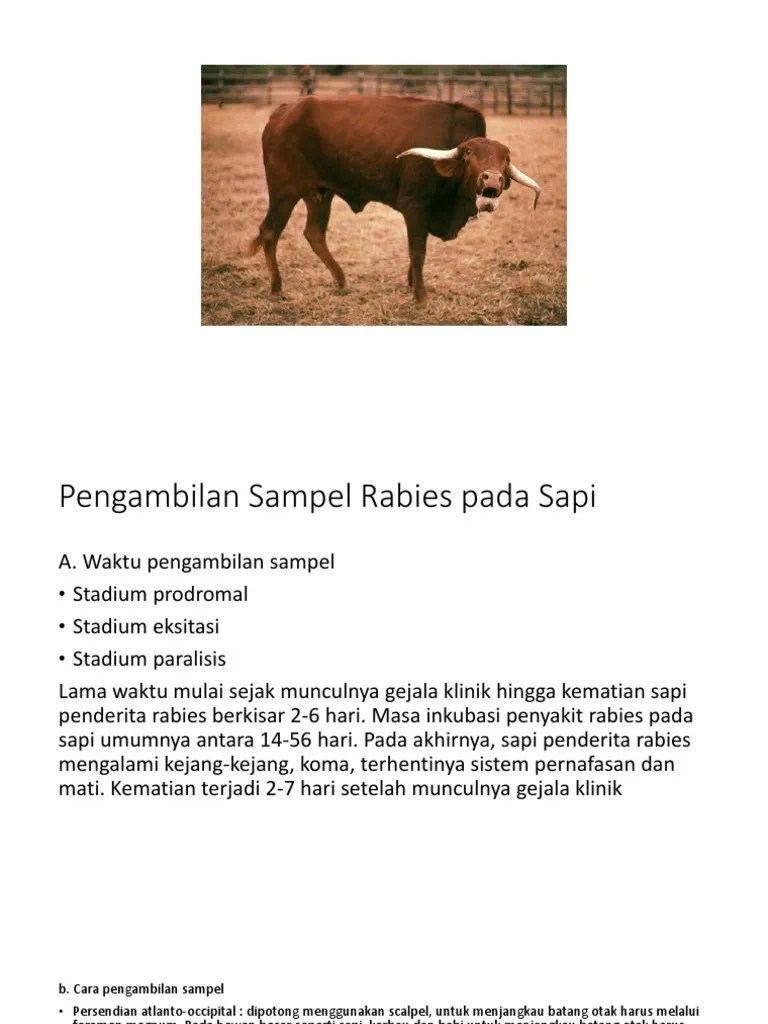 Rabies Sapi | PDF