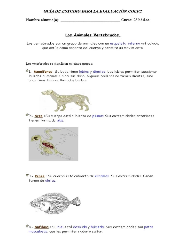 Guía Completa Sobre Los Vertebrados E Invertebrados: Una Introducción Detallada A Las ...