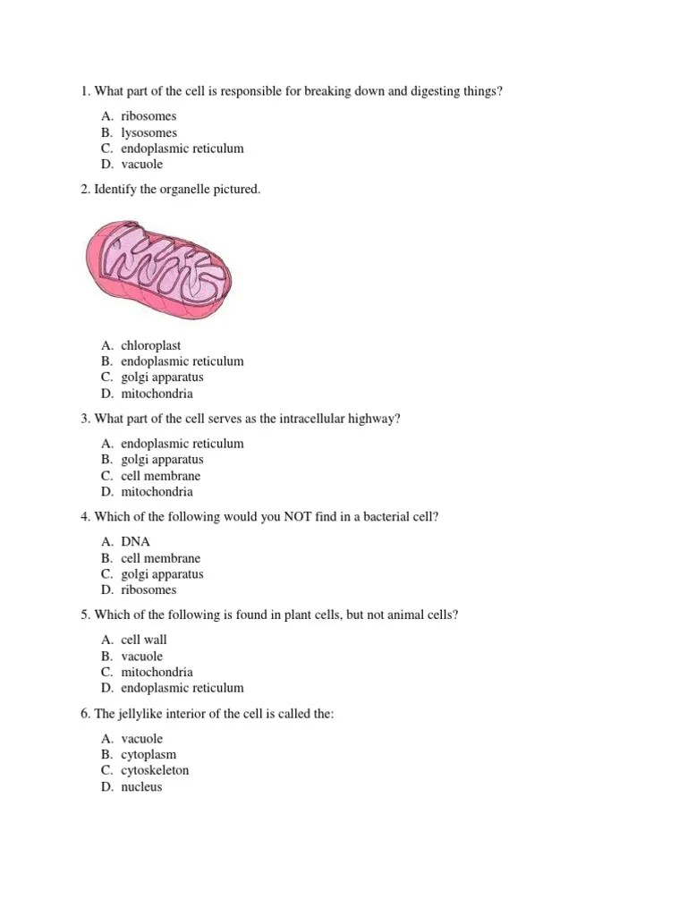 Cell Quiz | PDF | Endoplasmic Reticulum | Cell (Biology)