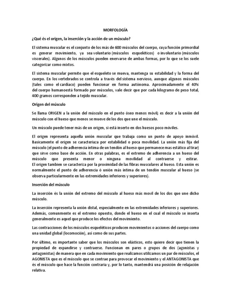 Origen, Insercion Y Funcion De Los Musculos | PDF | Extremidades (anatomía) | Sistema ...