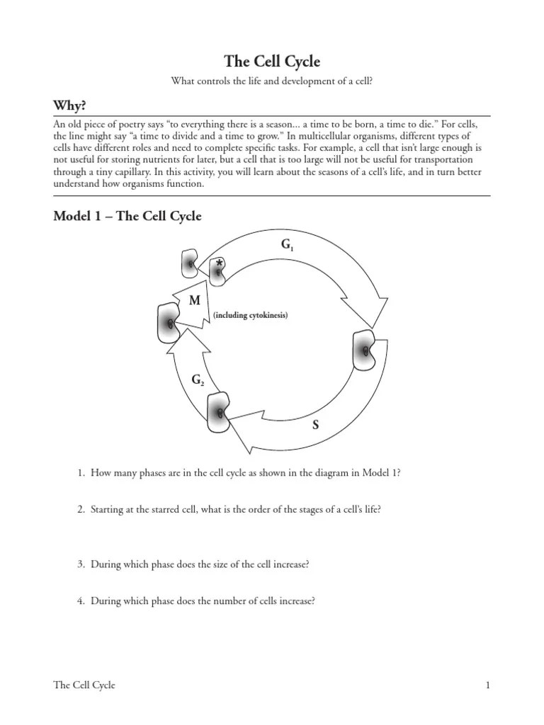 50 H Bio Pogil Cell Cycle Regulation Converted Studocu 18Microsoft Word - Cell Cycle POGILdocx Created Date.