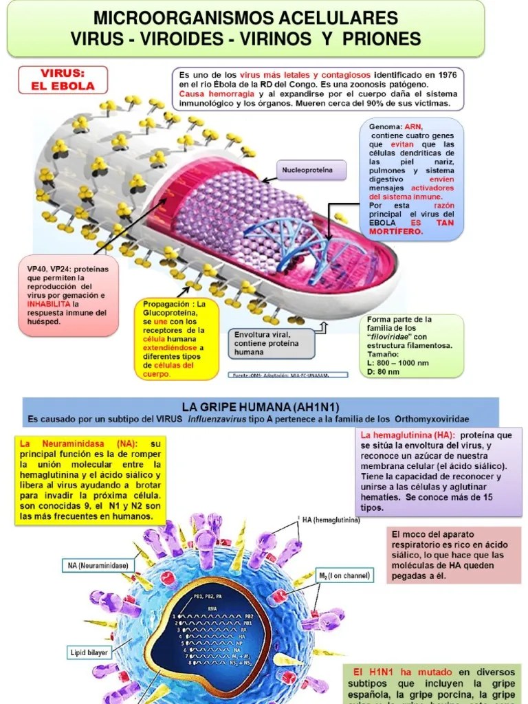 VIRUS | PDF | La Transcriptasa Inversa | Virus