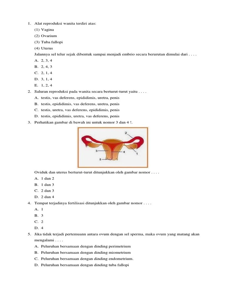 Sebutkan Urutan Saluran Reproduksi Pada Wanita - Coba Sebutkan