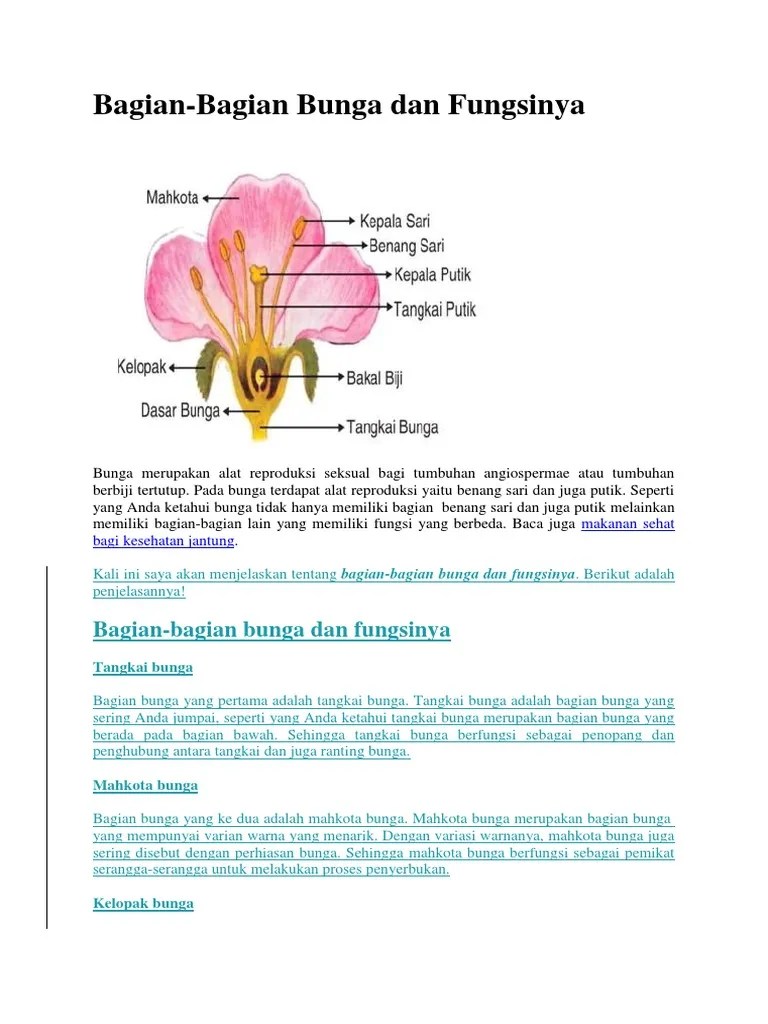Fungsi kelopak adalah untuk melindungi coronet . Bunga Lengkap Pdf