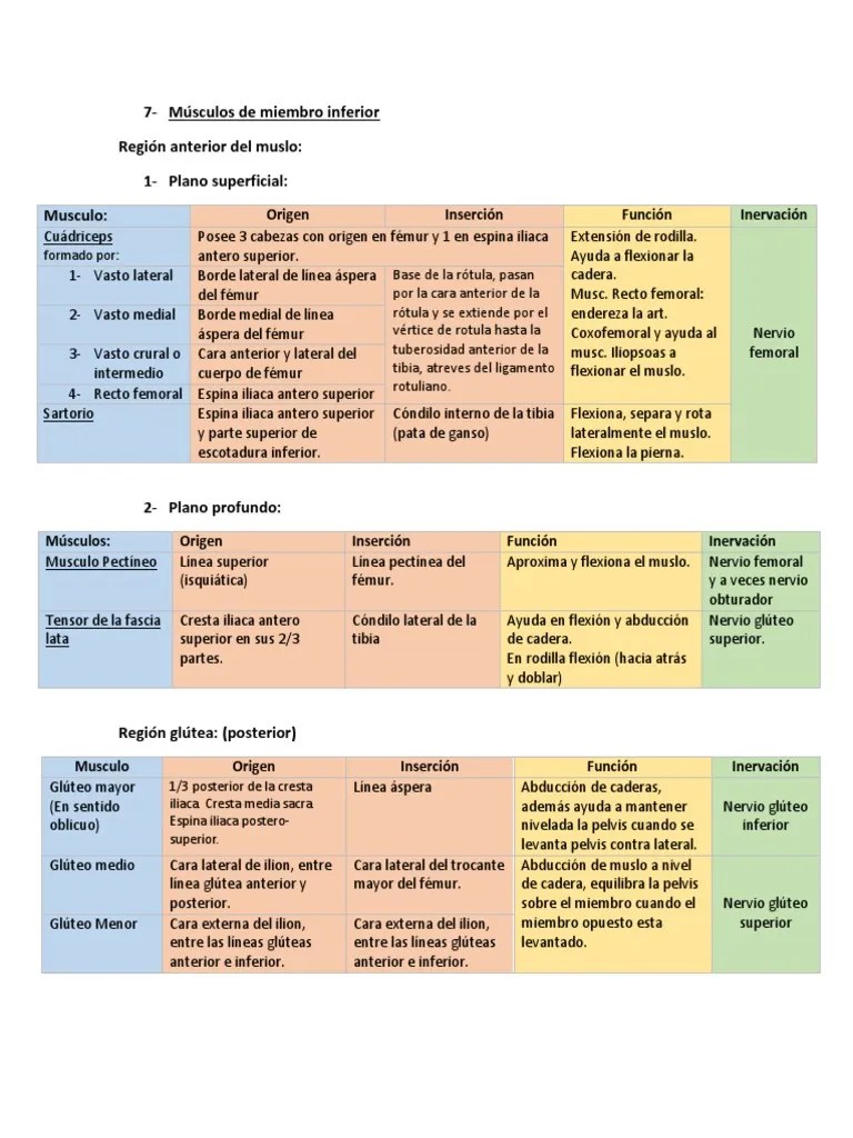 Músculos De Miembro Inferior | PDF | Cadera | Pie