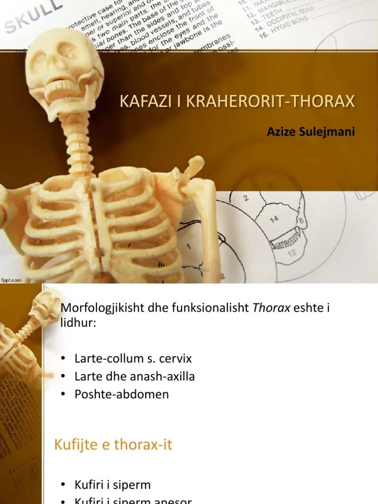 ANATOMIA | PDF