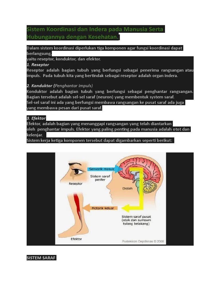 Bagian Tubuh Yang Berfungsi Sebagai Penerima Rangsangan Disebut - Coba  Sebutkan