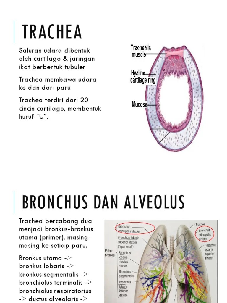 Anatomi Dwi Dan Muja | PDF