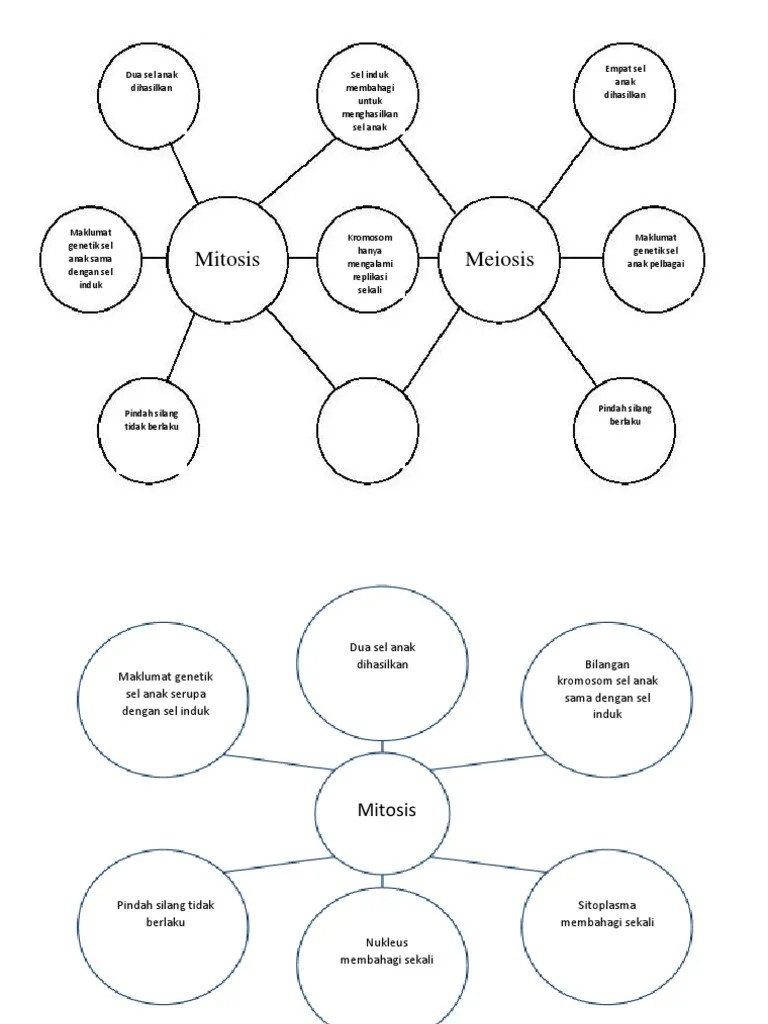 Pembiakan selular dan pertumbuhan dan pembaikan badan. Jawapan Mitosis Vs Meiosis Pdf