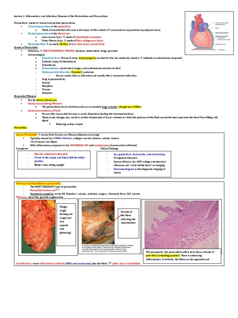 Cardio Block 3 | PDF | Rtt | Cardiovascular System