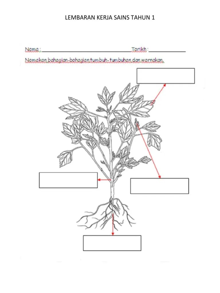 Image result for latihan pra sekolah lembar kerja pendidikan template preschool . Lembaran Kerja Tahun 1 Sains Tumbuhan Pdf