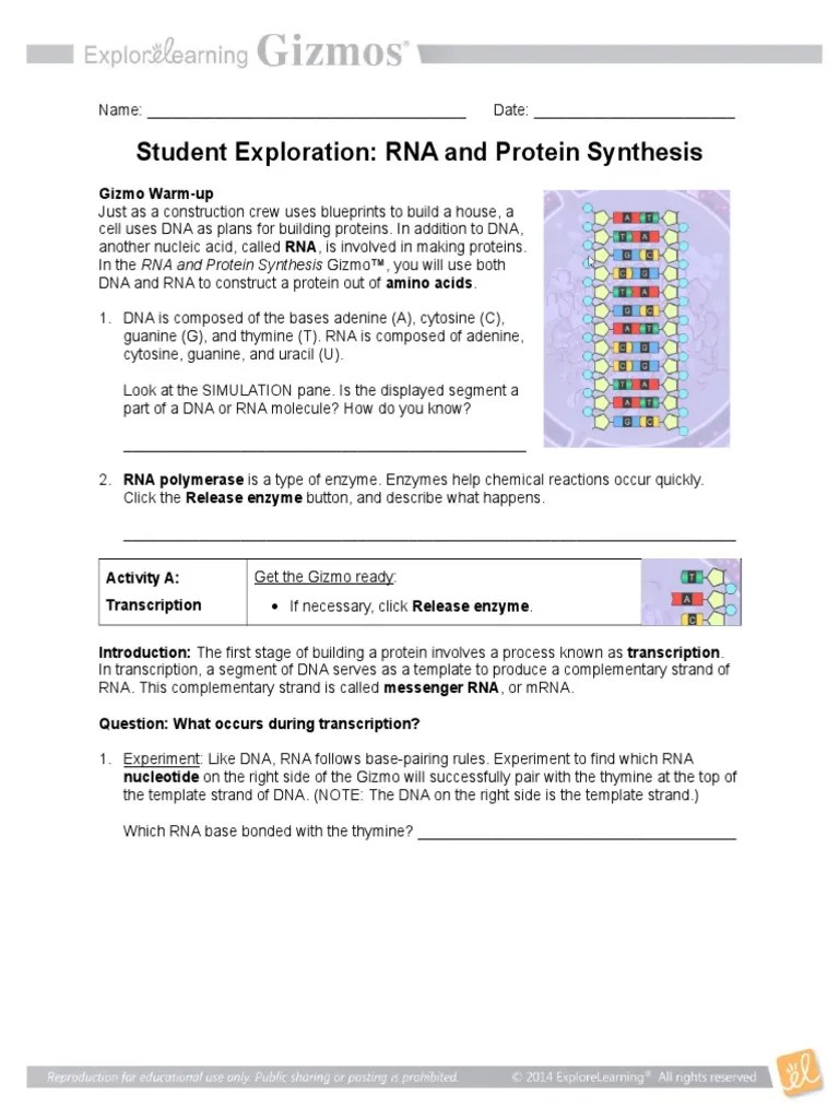 Check spelling or type a new query. RNA Protein Synthesis Gizmo (1) | Translation (Biology) | Rna
