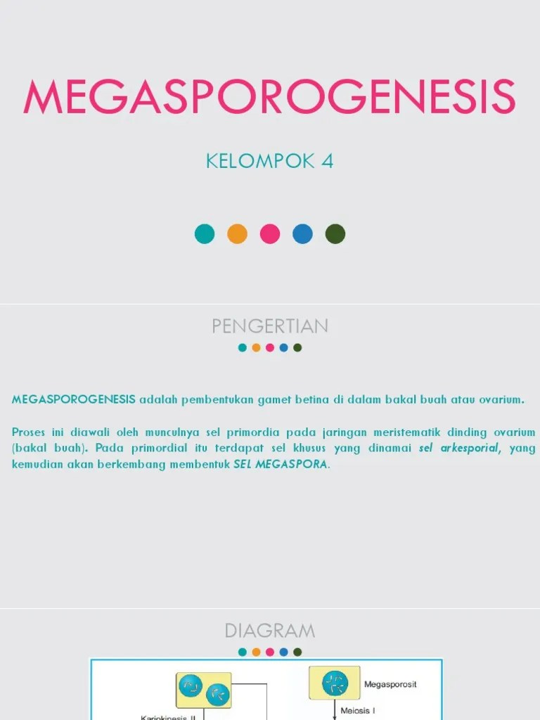 Bio Megasporogenesis | PDF