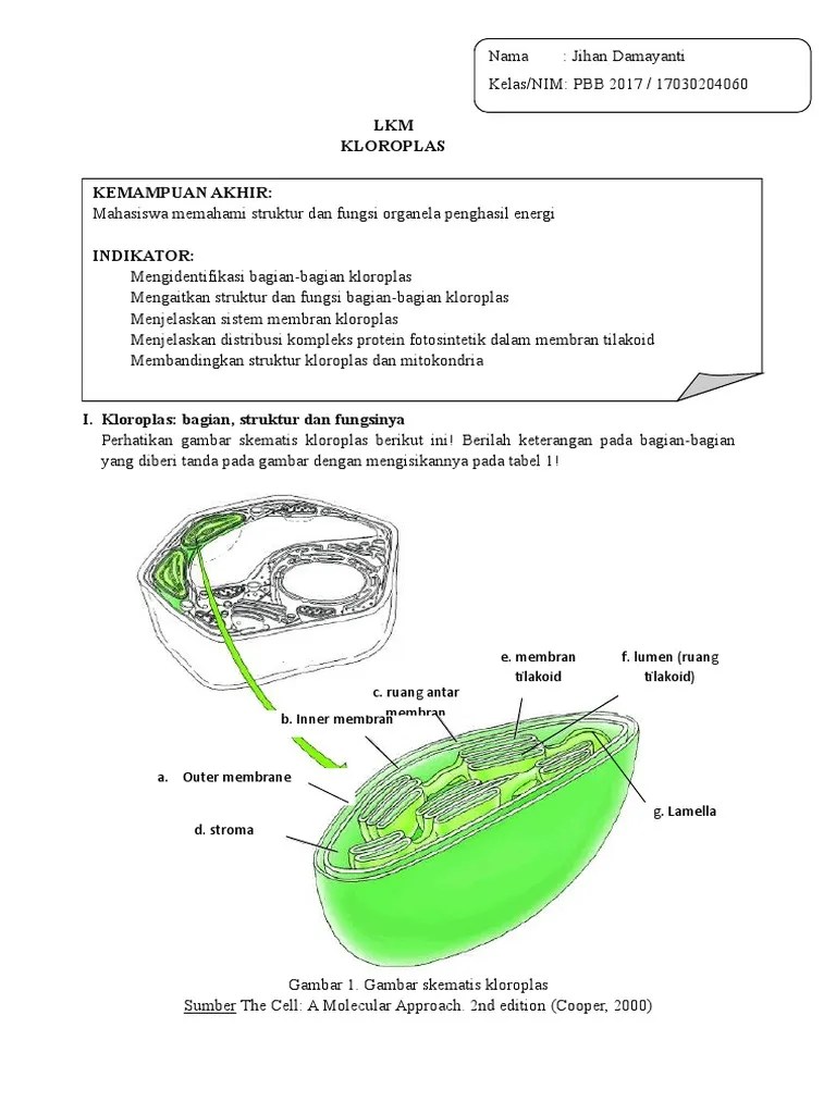 Lipatan Membran Dalam Kloroplas Membentuk Struktur Yang Disebut