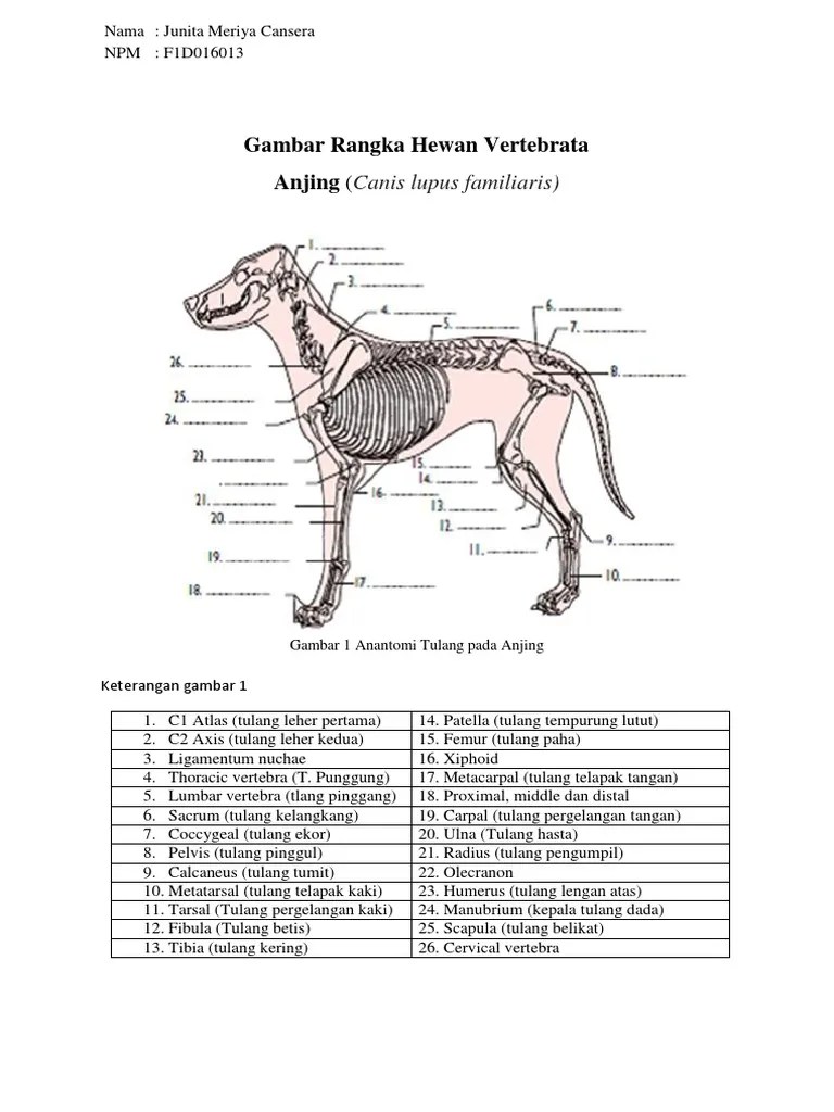 Gambar Rangka Hewan Vertebrata | PDF