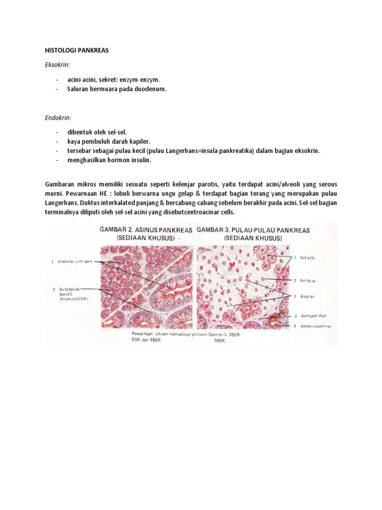 Histologi Pankreas | PDF
