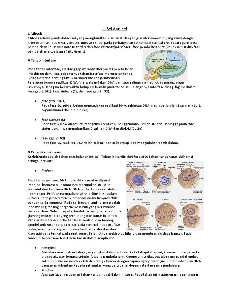 Meiosis merupakan pembelahan yang hanya terjadi pada organisme yang berkembangbiak . Biologi Dasar Pdf