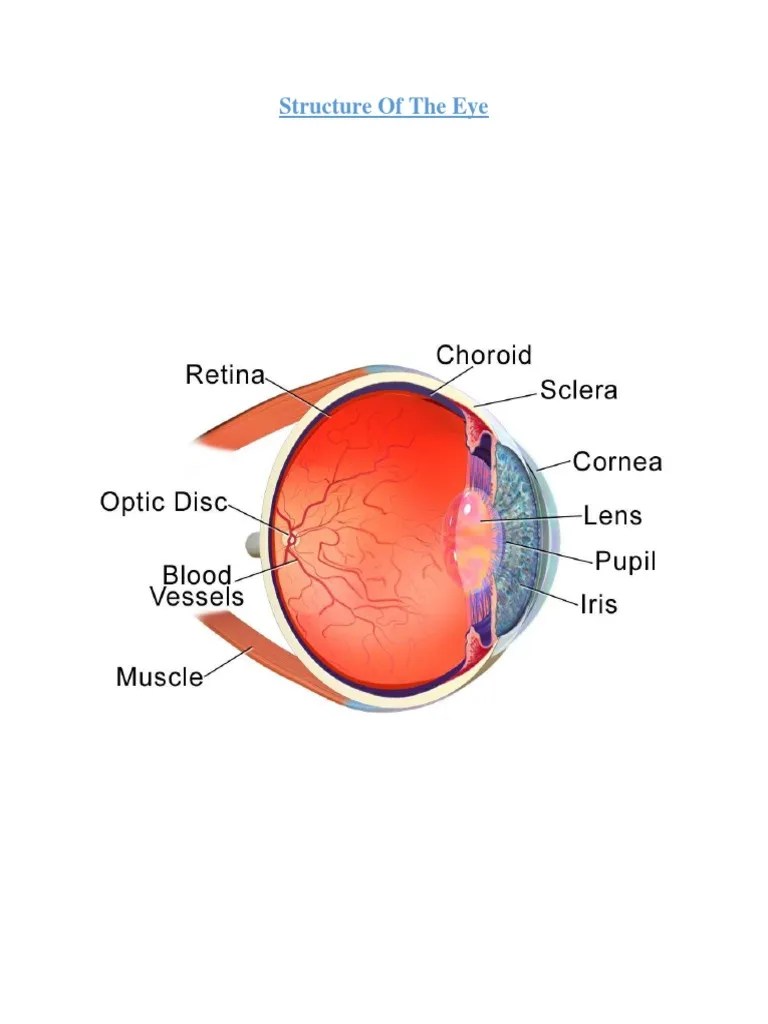 Eye 1 | PDF | Human Eye | Visual Perception