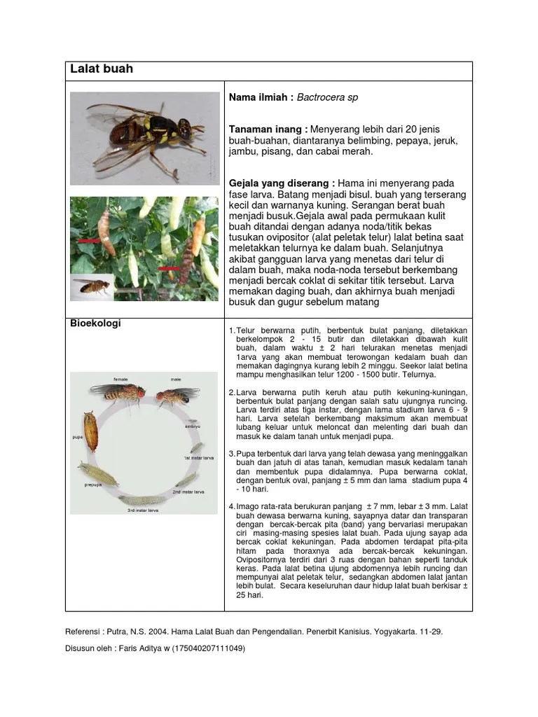 Lalat Buah HHPT PDF