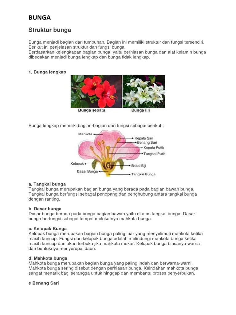 Gambar Bunga Lili Dan Bagiannya - Koleksi Foto Bunga