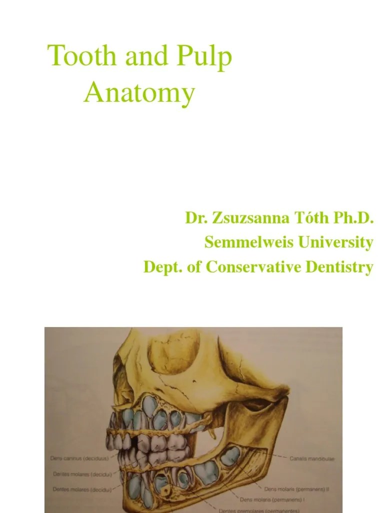 Anatomy PDF | PDF