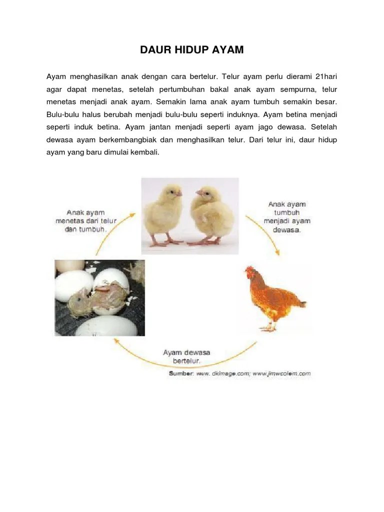 Daur Hidup Ayam | PDF