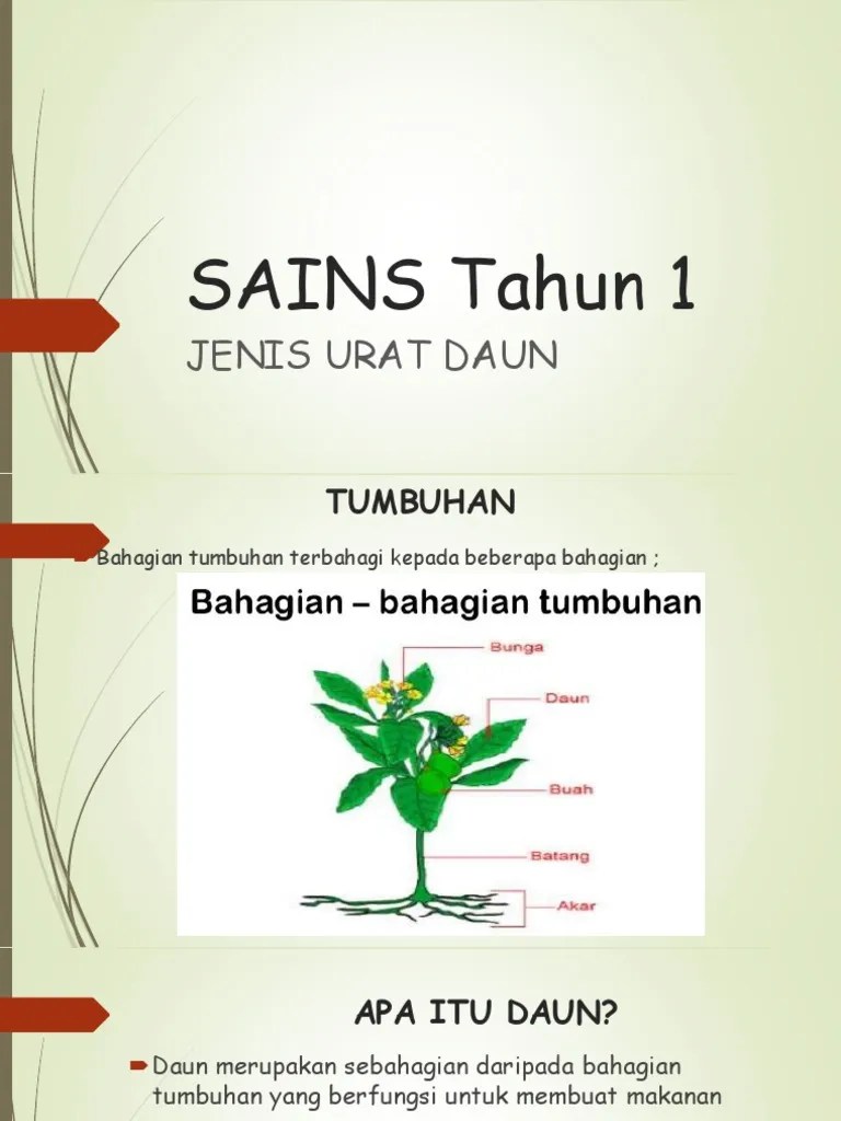 Gambar tangan dilukis lakaran jelas urat jelas hijau daun hijau png dan psd untuk muat turun percuma . Presentation Science Pdf