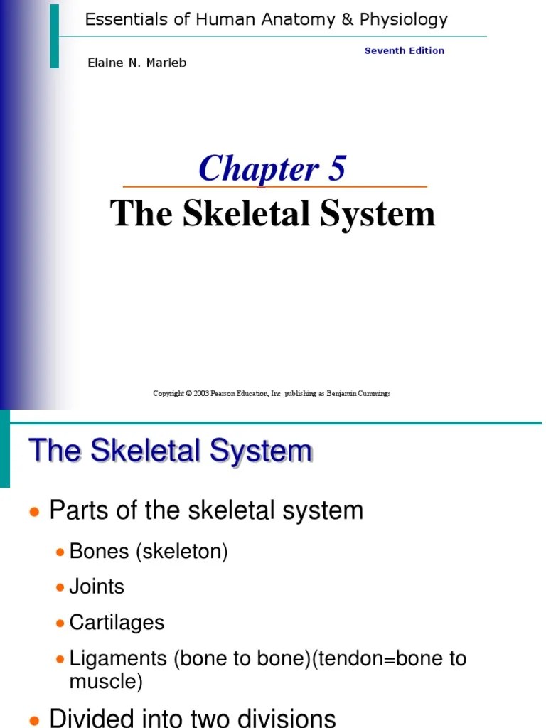 Skeletal System - 2014 | PDF | Skeleton | Skull