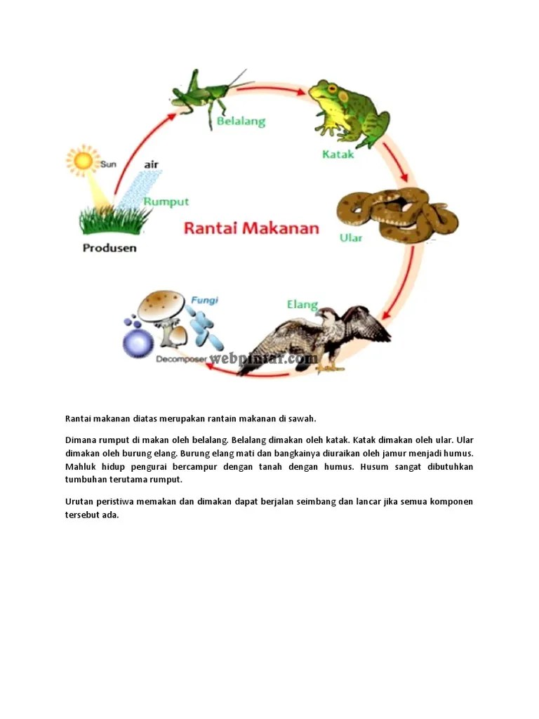 Rantai Makanan Diatas Merupakan Rantain Makanan Di Sawah | PDF