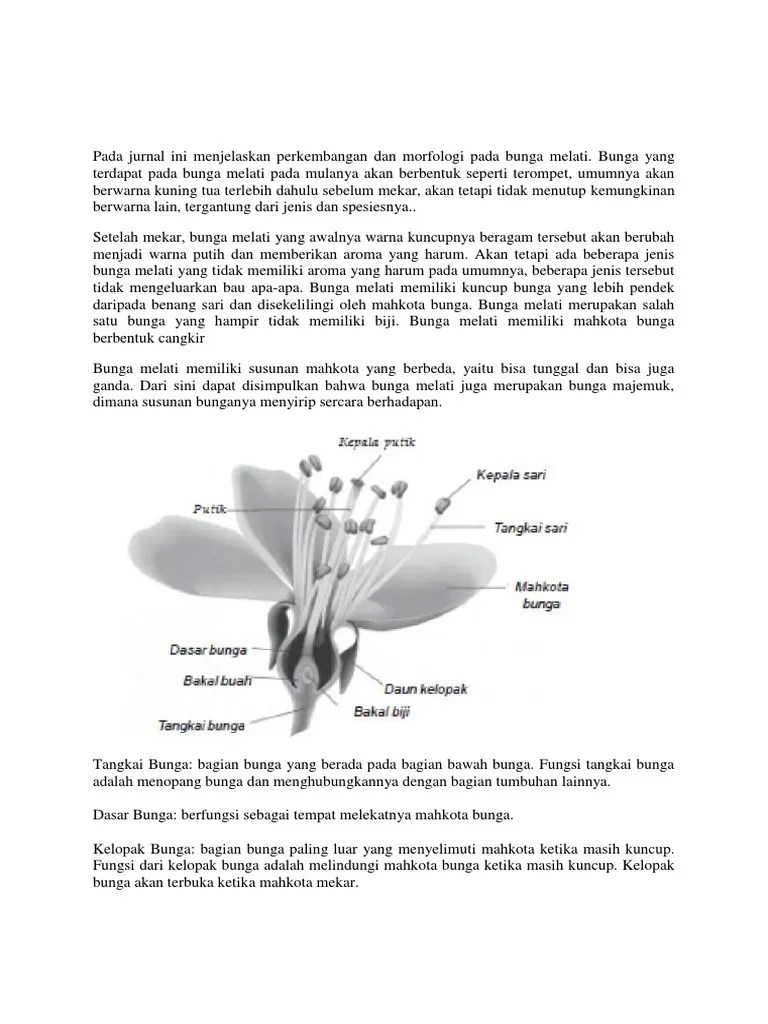 Morfologi Melati | PDF