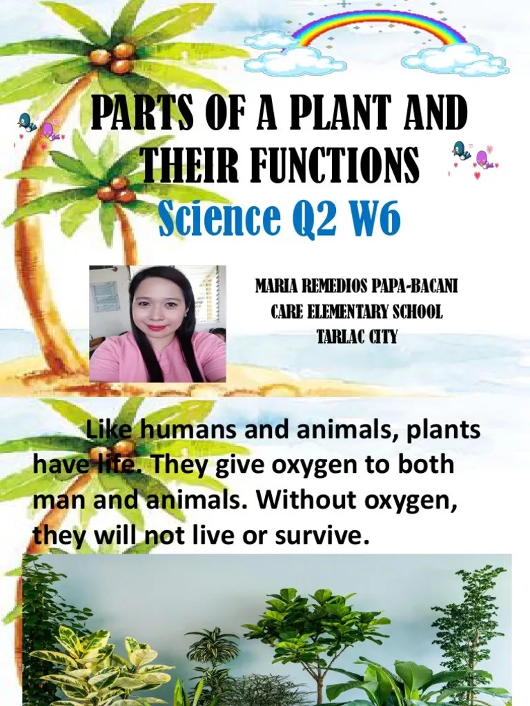 Parts Of A Plant And Their Functions Q2 W6 | PDF | Leaf | Root