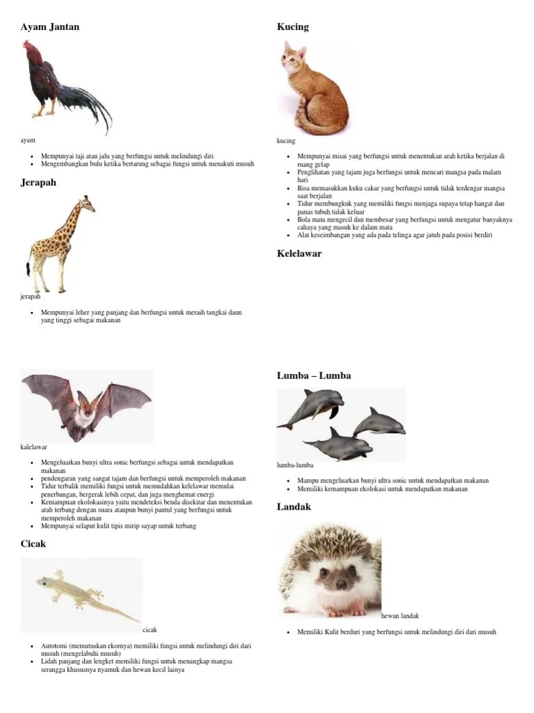 Ciri Khusus Hewan | PDF